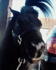 Shetland Pony Enjoys a Tasty Brew