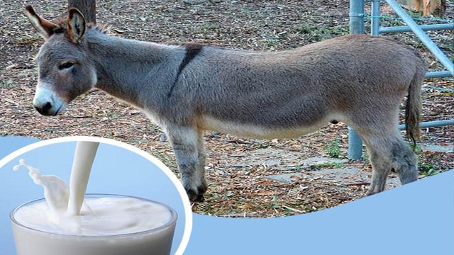 78 हजार रुपये किलो बिक रहा गधी के दूध का पनीर, जानिए क्या है इसकी खास बात