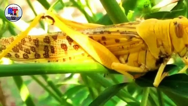 राजस्थान, गुजरात मे टिड्डी दल का भयंकर आक्रमण || locust Attack in Rajasthan, Gujarat || Locust Control Insecticide || Life cycle of Locust || कहां से आया ये टिड्डी दल