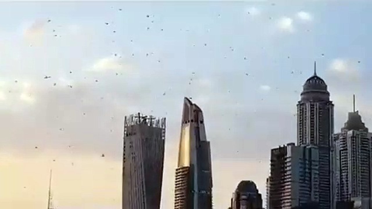 Invasion de sauterelles à Dubai !