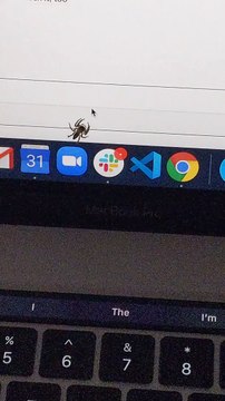 Cette araignée suit le curseur de la souris sur l'écran de l'ordinateur