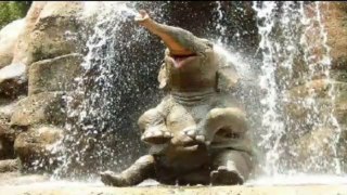 Funny Elephants videos | So Cute! (HD) [Epic Laughs]  | Animal videos