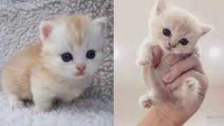 Baby Cats - Funny and Cute Cat Videos Compilation 2020 - Funny animal