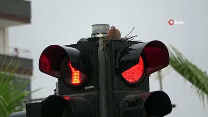 Trafik ışıklarında annelik nöbeti