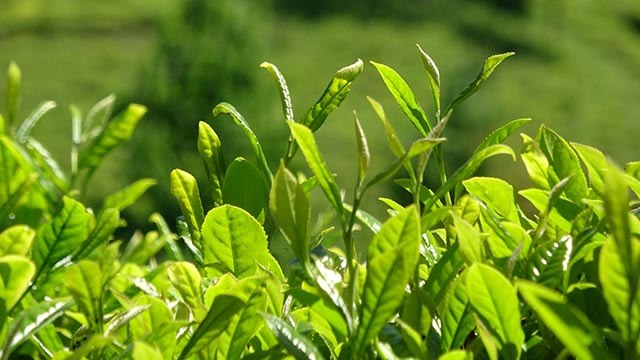 Kilosu 4 bin 500 liraya satılan beyaz çay, şifa kaynağı