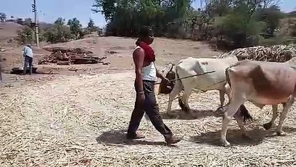 गुड़़ बनाकर बेच रहे हैंं किसान