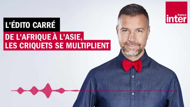 De l'Afrique à l'Asie, les criquets se multiplient - L’Édito carré de Mathieu Vidard