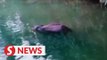 Pregnant elephant in India dies after being fed firecracker-stuffed pineapple