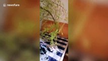Chinese man finds bamboo growing out his bed's headboard after being away for months