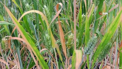Cumhuriyetin 100’üncü yılına 2 bin yıllık Ahmet Buğdayı tohumu