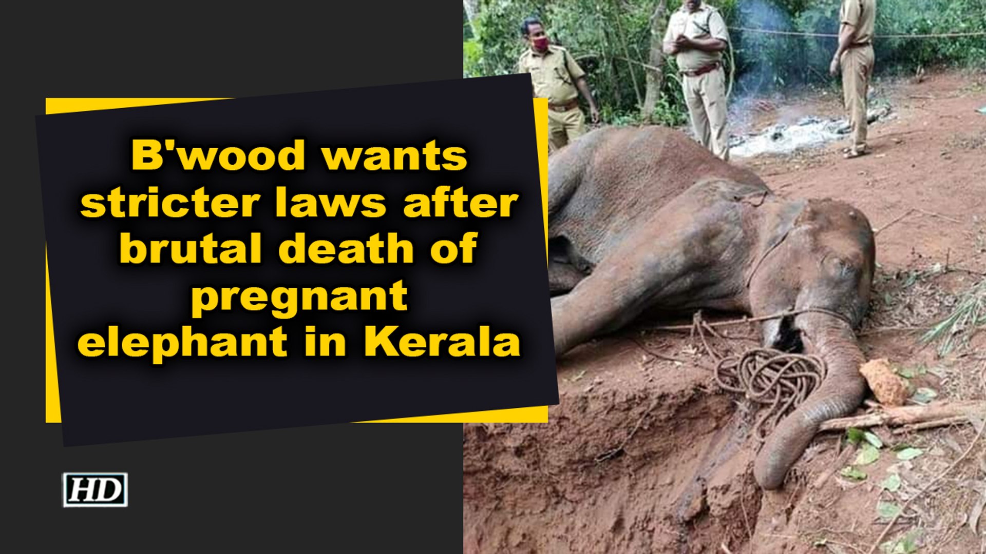 B Wood Wants Stricter Laws After Brutal Death Of Pregnant Elephant In Kerala Video Dailymotion