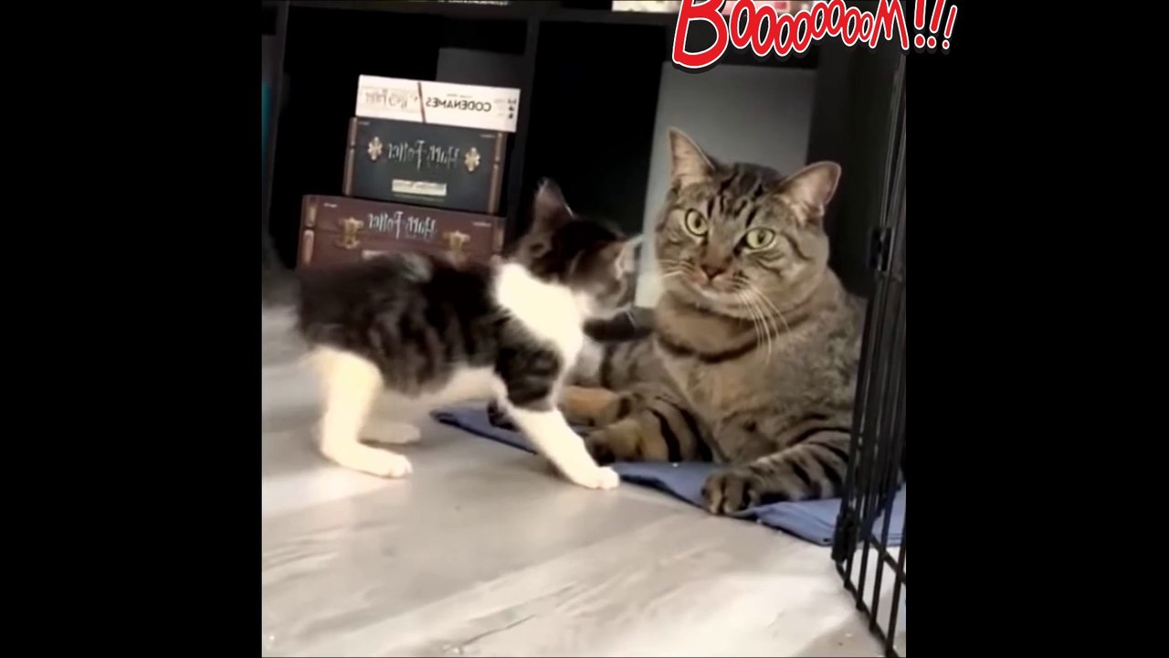 Funniest  Dogs and  Cats - Awesome Funny Animals 2020#8