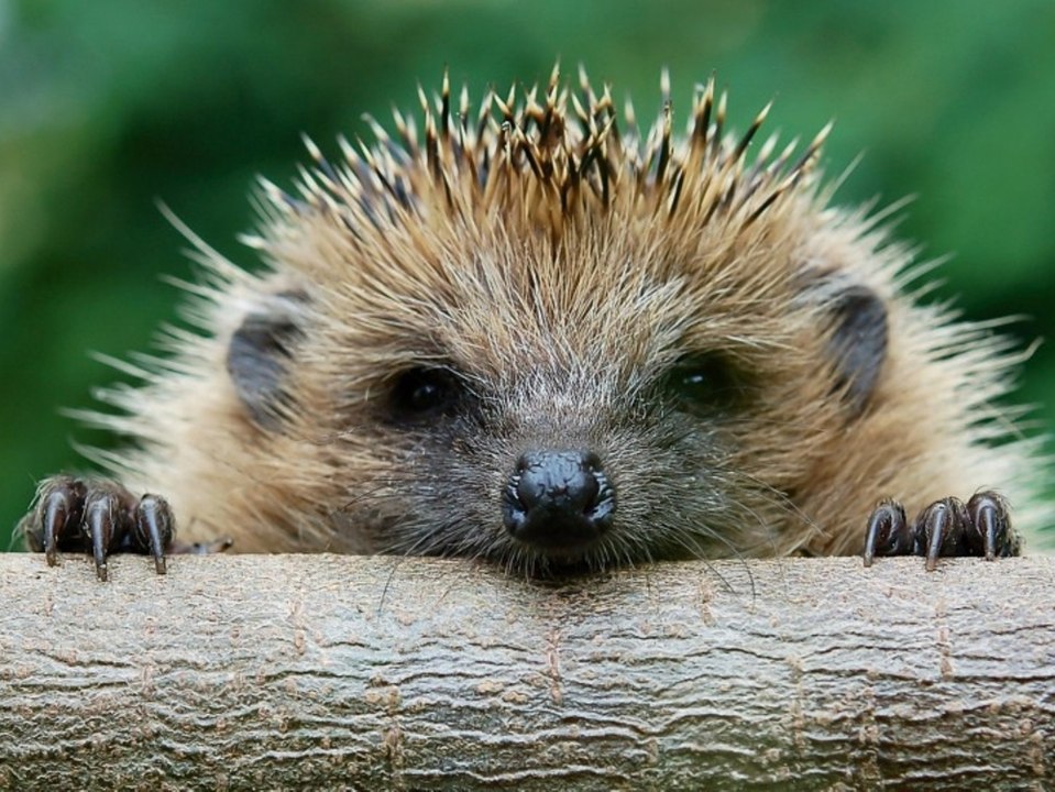 Süßer gewinner: der igel ist das gartentier des jahres 2020