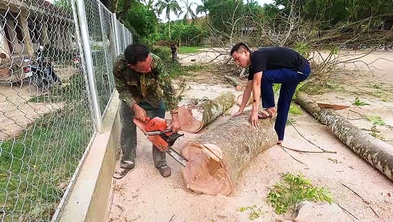 Cắt cây xà cừ làm thớt