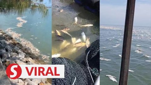 Washed up fish carcasses not sign of impending disaster, says Fisheries Dept