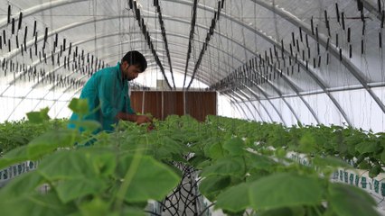 Qatar food security: Doha becomes less reliant on imported goods