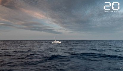 Méditerranée : Voici la preuve que les cachalots se coordonnent quand ils chassent