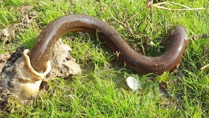 Amazing Eel Hunting Video- How is That Possible Big Eel Eat -