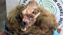 Kaçak boz ayı ve koruma altındaki karacaları avlayan şahıslara ceza yağdı