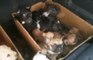 Lodi - 36 cuccioli salvati dai carabinieri forestali (04.06.20)