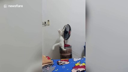 Naughty kitten pulls over electric fan after climbing on top of it