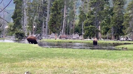 Bison Takes Unexpected Tumble Into Water