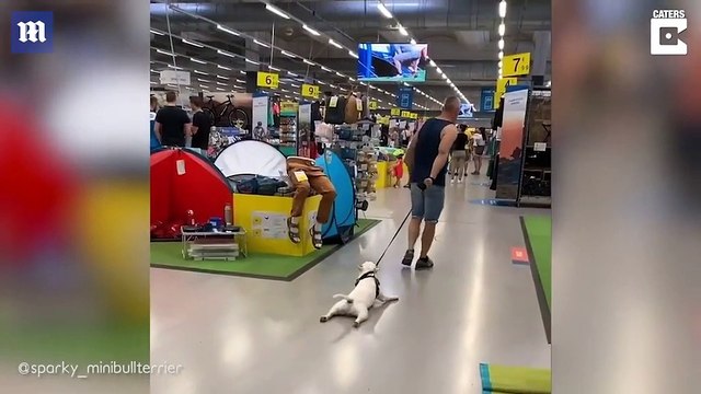 Ce chien est tellement paresseux qu'il se laisse traîner à plat ventre
