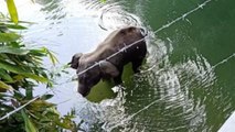 Elephant died because of drowning: Autopsy report