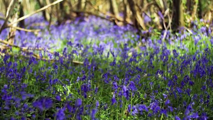 Experience magical South Downs woodlands