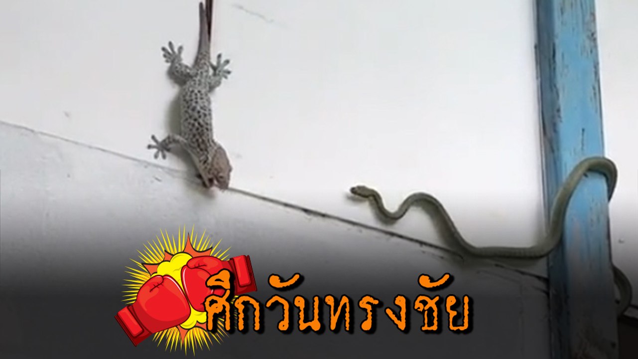 เปิดศึกวันทรงชัย !! ตุ๊กแก ปะทะ งูเขียว ฟาดฟันด...