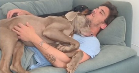 Ces deux chiens ne laissent jamais leur maître seul