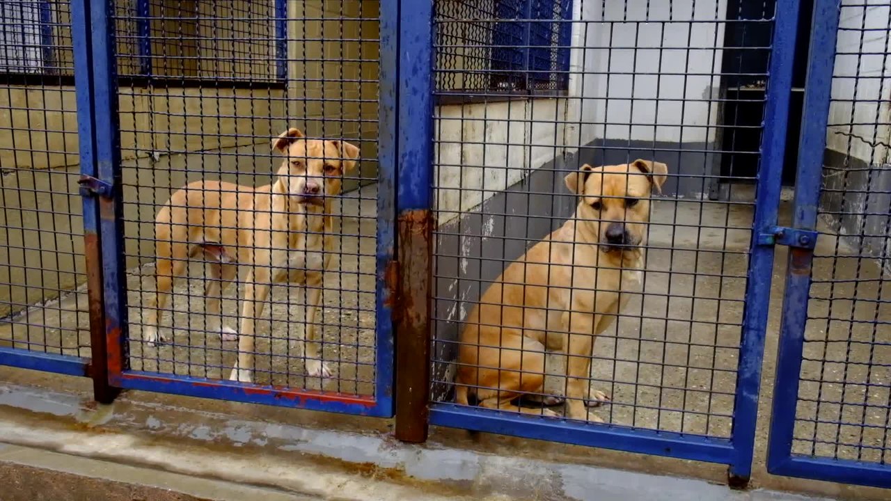 De nombreux chiens abandonnés, dont des American Staff, au refuge de Floriffoux ( Namur )