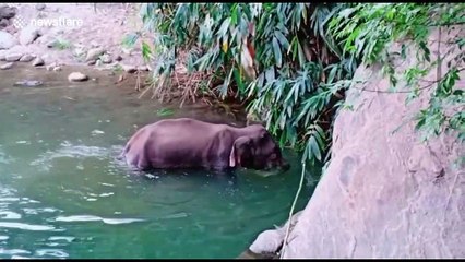 Outrage after pregnant elephant killed with explosive-packed fruit in southern India