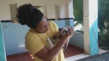 Mascotas a domicilio: la adopción se reinventa en Brasil por pandemia.-