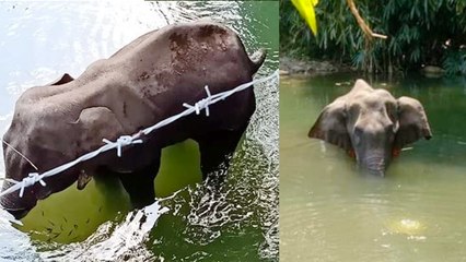 Keral Elephant : கேரள யானையை திட்டமிட்டு கொன்று உள்ளனர்... வெளியான தகவல்a