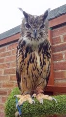 Son hibou lui dit bonjour... Adorable