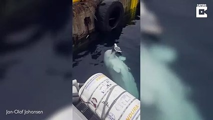 Ce Beluga  s'amuse avec une mouette