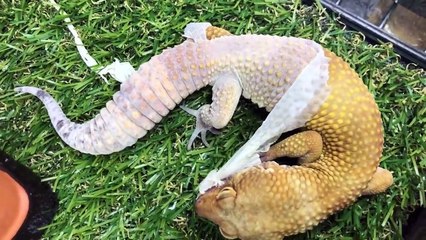 Ce lézard mange sa vieille peau en pleine mue