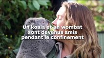 Un koala et un wombat sont devenus amis pendant le confinement