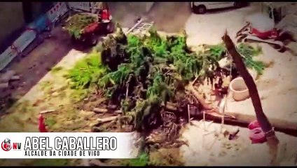 O alcalde asegura que os cedros de Ronda de Don Bosco caeron por «gravidade»