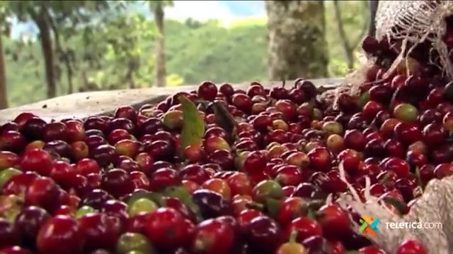 LIVE: Sector cafetalero se prepara para la cosecha 2020-2021 en medio de restricciones sanitarias por el COVID-19 - 06 Junio 2020