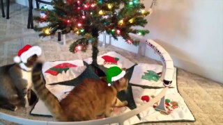 Cats vs Christmas Trees - Funniest Showdowns  - AFV Funny Videos 2020