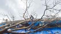 Cyclone nisarga destroys trees everywhere in Alibaug