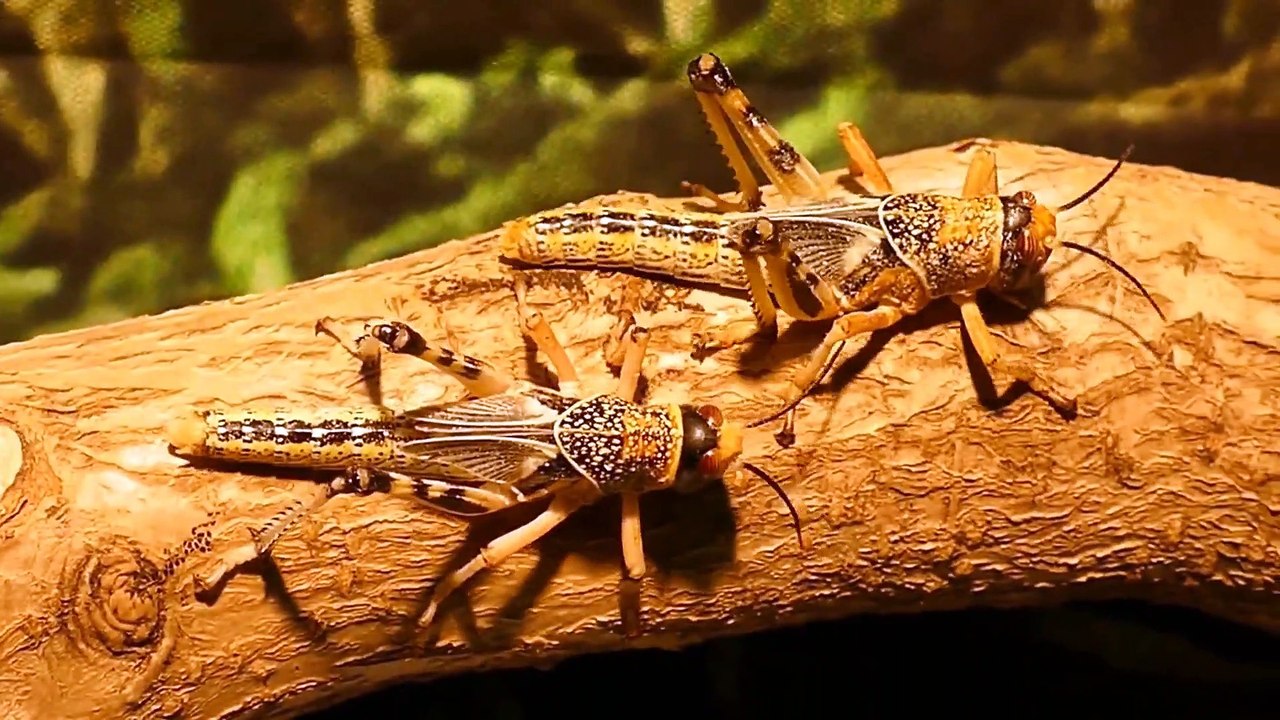 What Are Locusts And Why Are They Dangerous? video Dailymotion