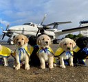 Volunteer Pilots Fly Puppies Who Will Become Assistance Dogs to Their Training Destination