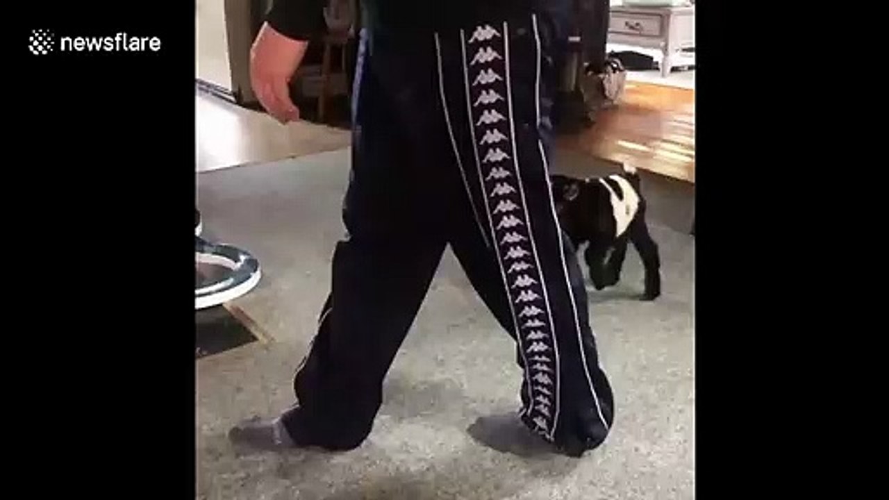 Goat like Jordan! Baby goat gets major air in New Hampshire