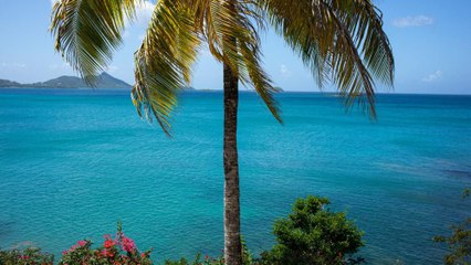 Dreaming of Heading to the Caribbean? Here's Every Island's Plan for Reopening