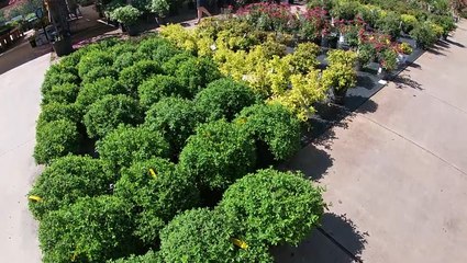 Beautifying with boxwoods