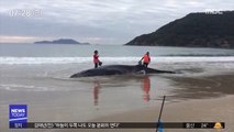 [이 시각 세계] 브라질 해안으로 떠밀려온 9m 혹등고래