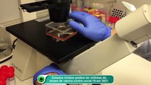 Estados Unidos podem ter milhões de doses de vacina contra covid-19 em 2021